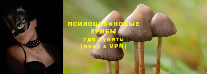 Галлюциногенные грибы MAGIC MUSHROOMS  Шлиссельбург 